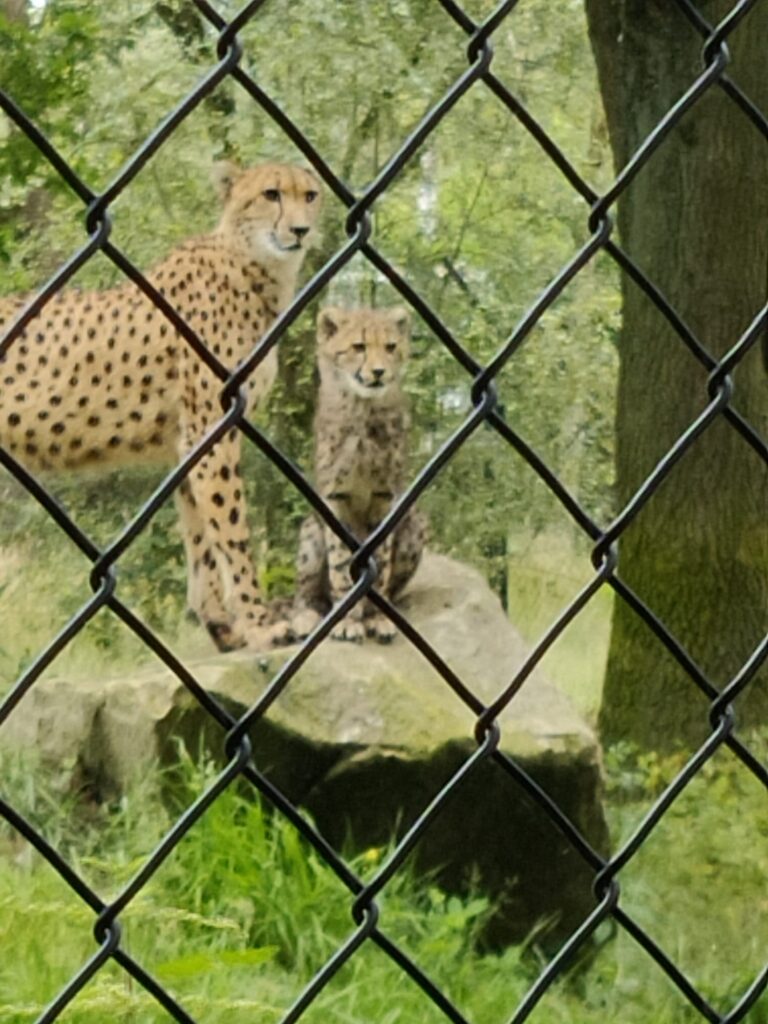 Beekse Bergen jaguar