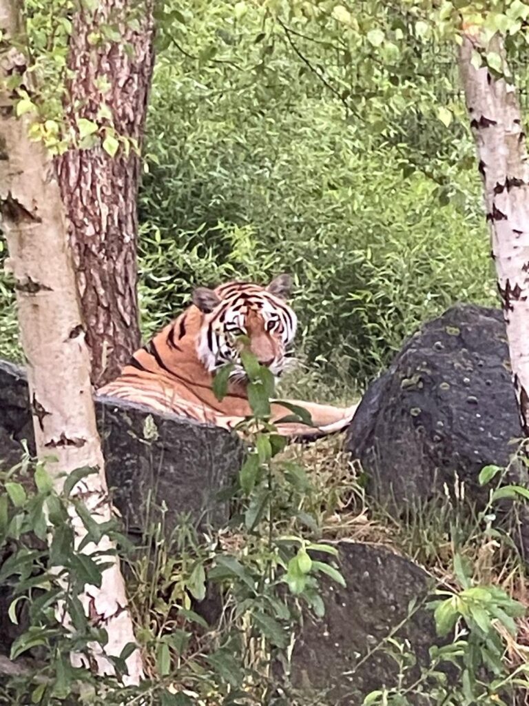 Beekse Bergen tijger